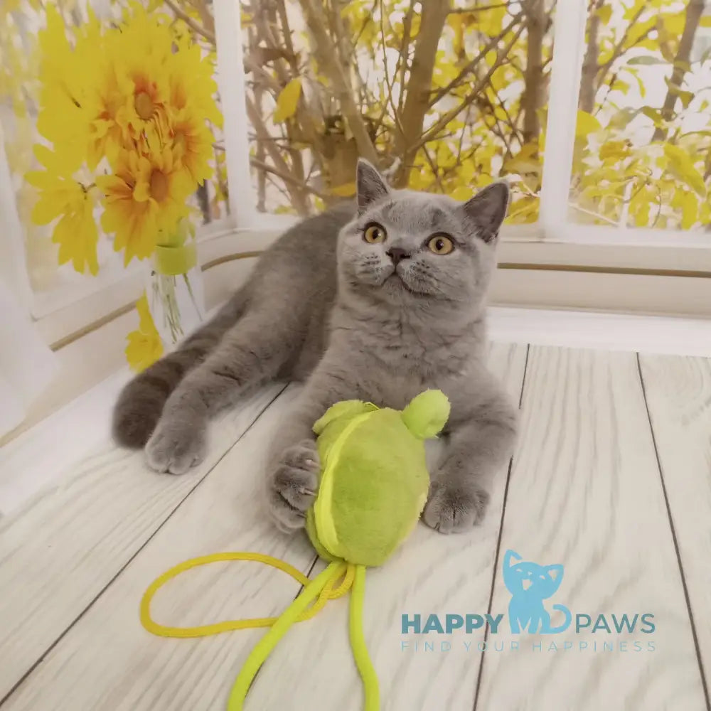 Lara British Shorthair Female Blue Live Animals