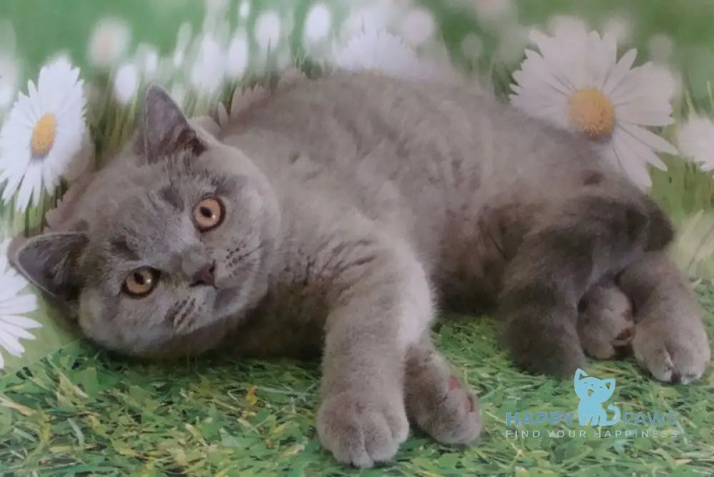 Lara British Shorthair Female Blue Live Animals