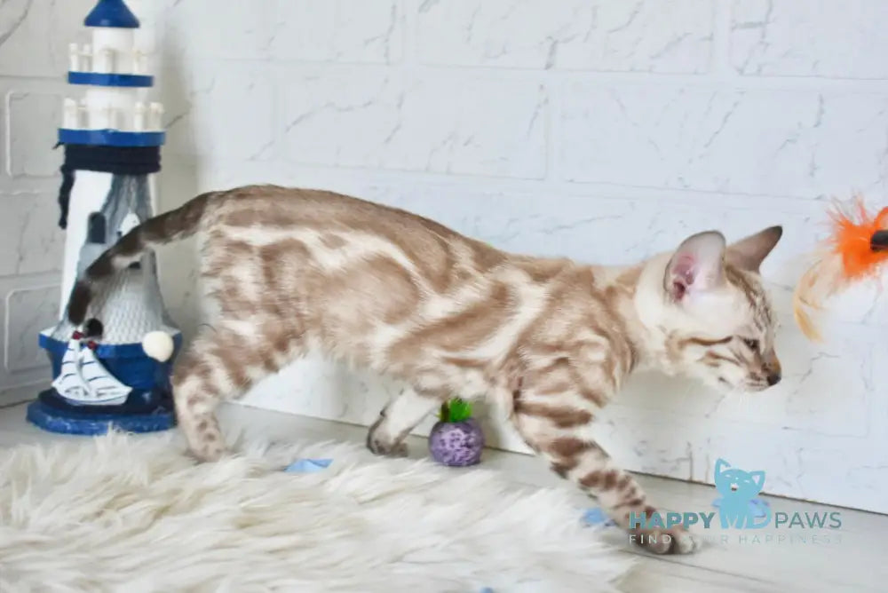 Lars Bengal Male Snow Mink Live Animals