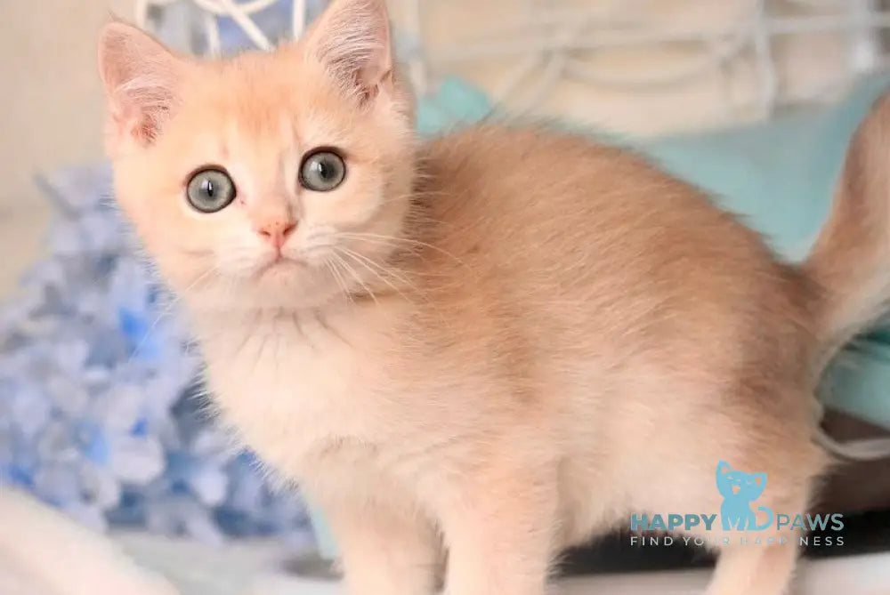 Lass British Shorthair Male Blue Golden Chinchilla Live Animals