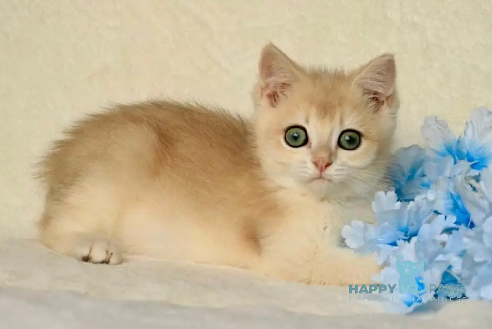 Lass British Shorthair Male Blue Golden Chinchilla Live Animals