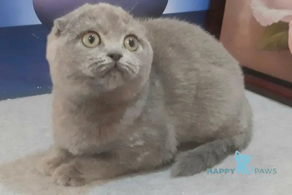 Laura Scottish Fold Female Blue Live Animals