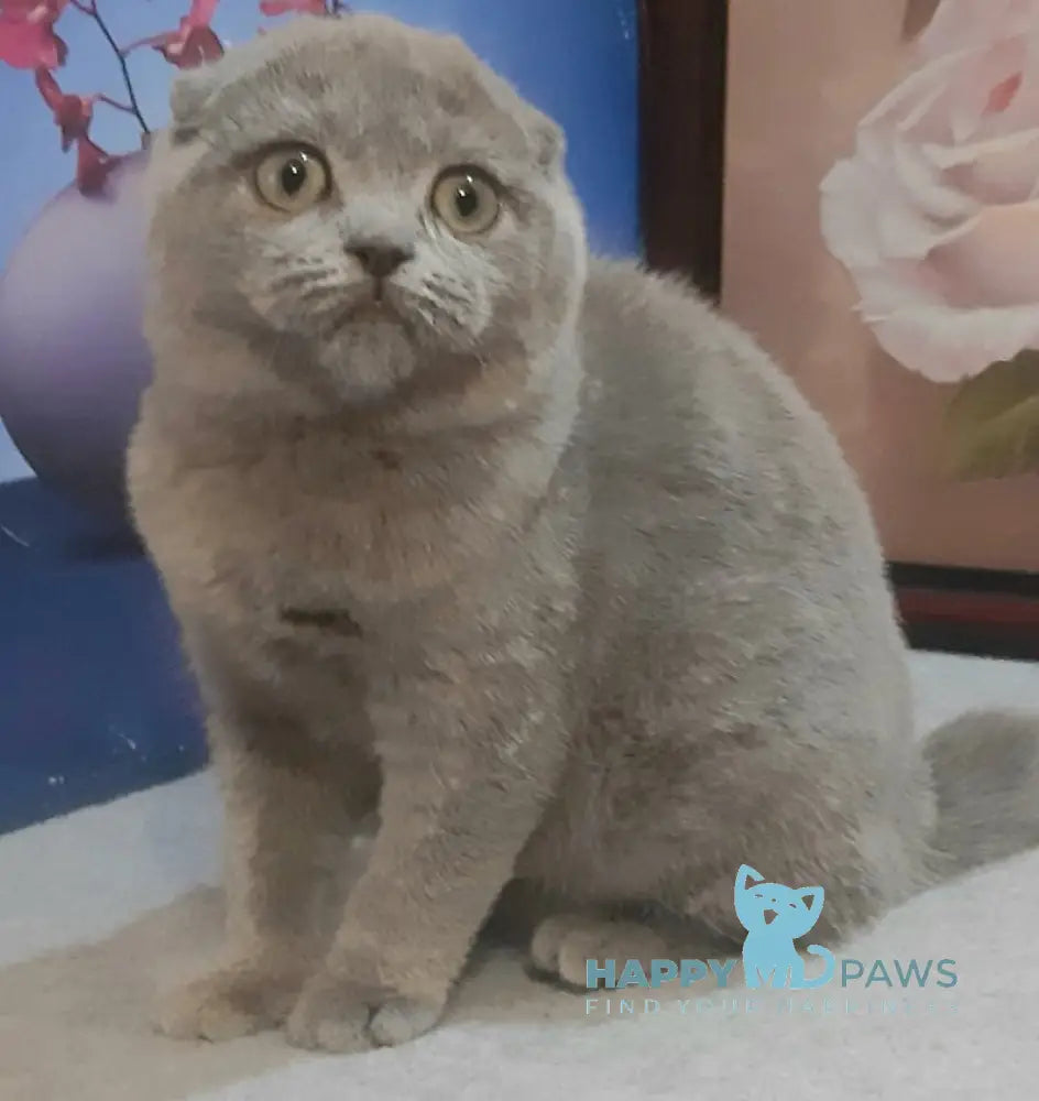 Laura Scottish Fold Female Blue Live Animals