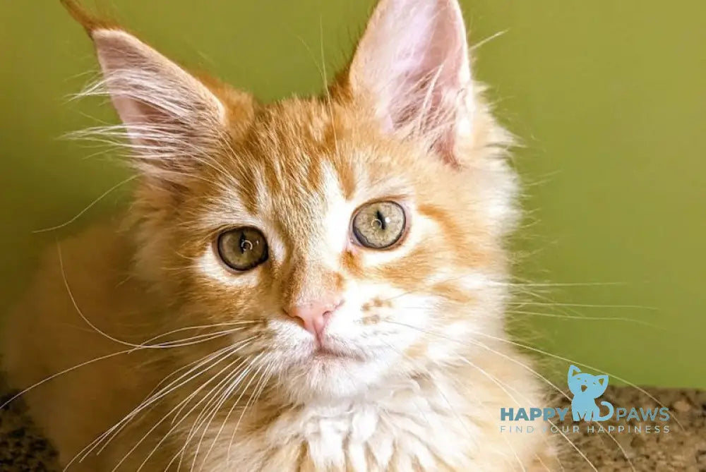 Lava Maine Coon Female Red Live Animals