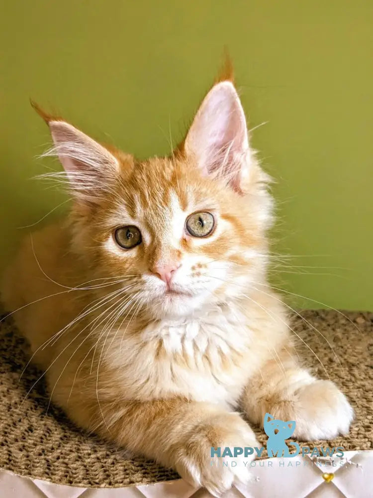 Lava Maine Coon Female Red Live Animals