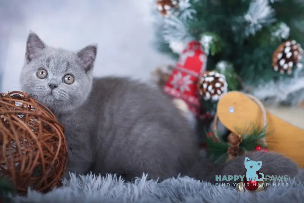 Lavanda British Shorthair Female Blue Live Animals