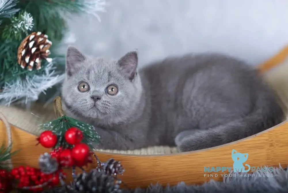 Lavanda British Shorthair Female Blue Live Animals