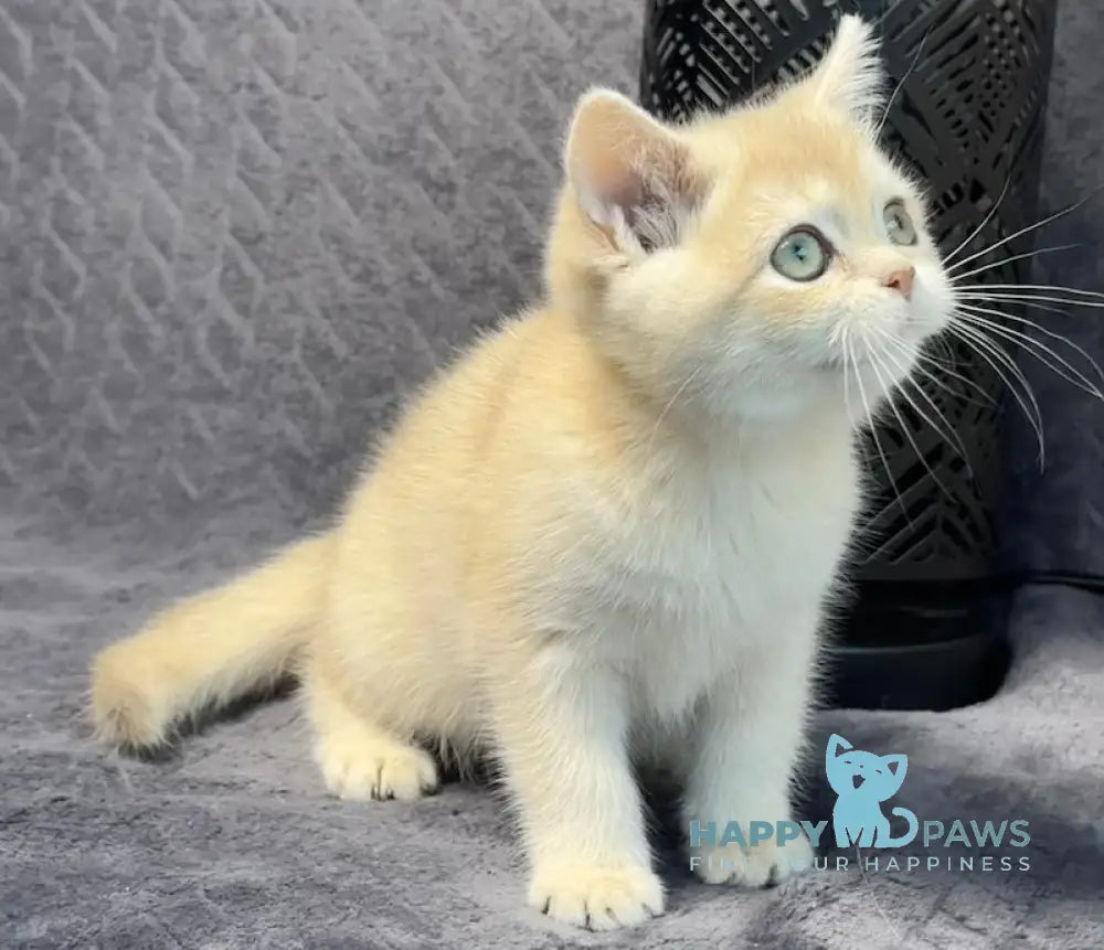 Layla British Shorthair Female Lilac Golden Shaded Live Animals