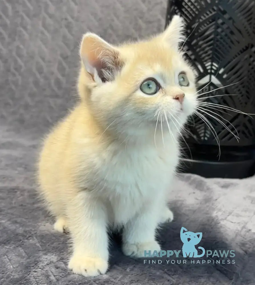 Layla British Shorthair Female Lilac Golden Shaded Live Animals