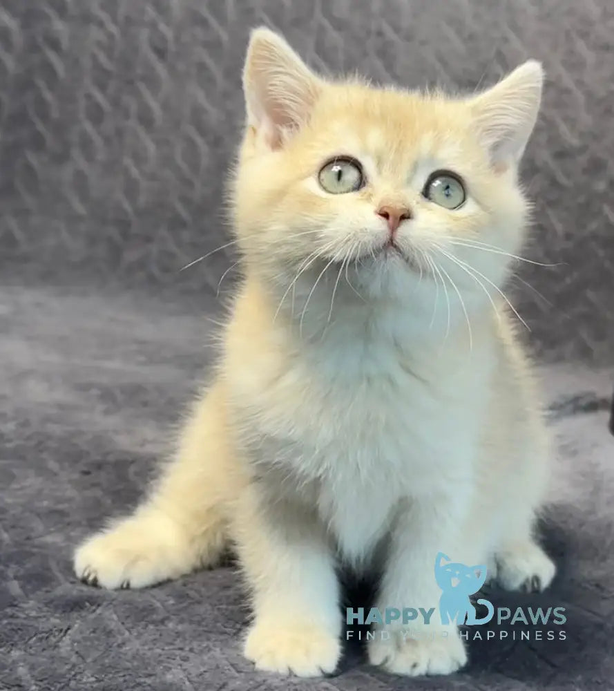 Layla British Shorthair Female Lilac Golden Shaded Live Animals