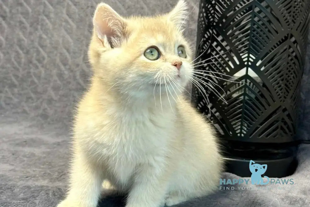 Layla British Shorthair Female Lilac Golden Shaded Live Animals