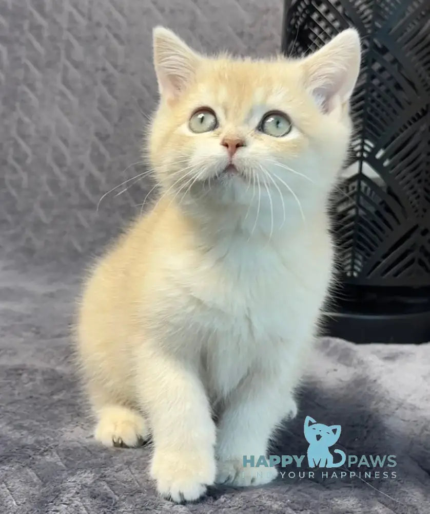 Layla British Shorthair Female Lilac Golden Shaded Live Animals