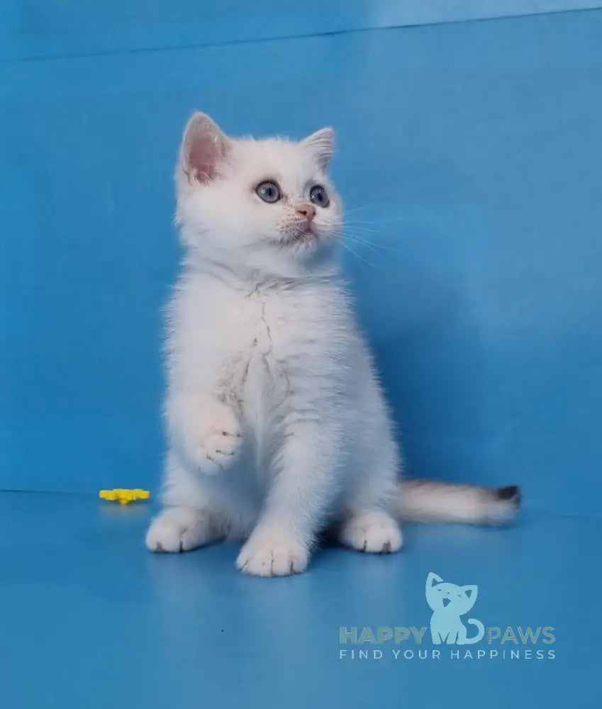 Ledenec British Shorthair Male Black Golden Chinchilla Pointed Live Animals