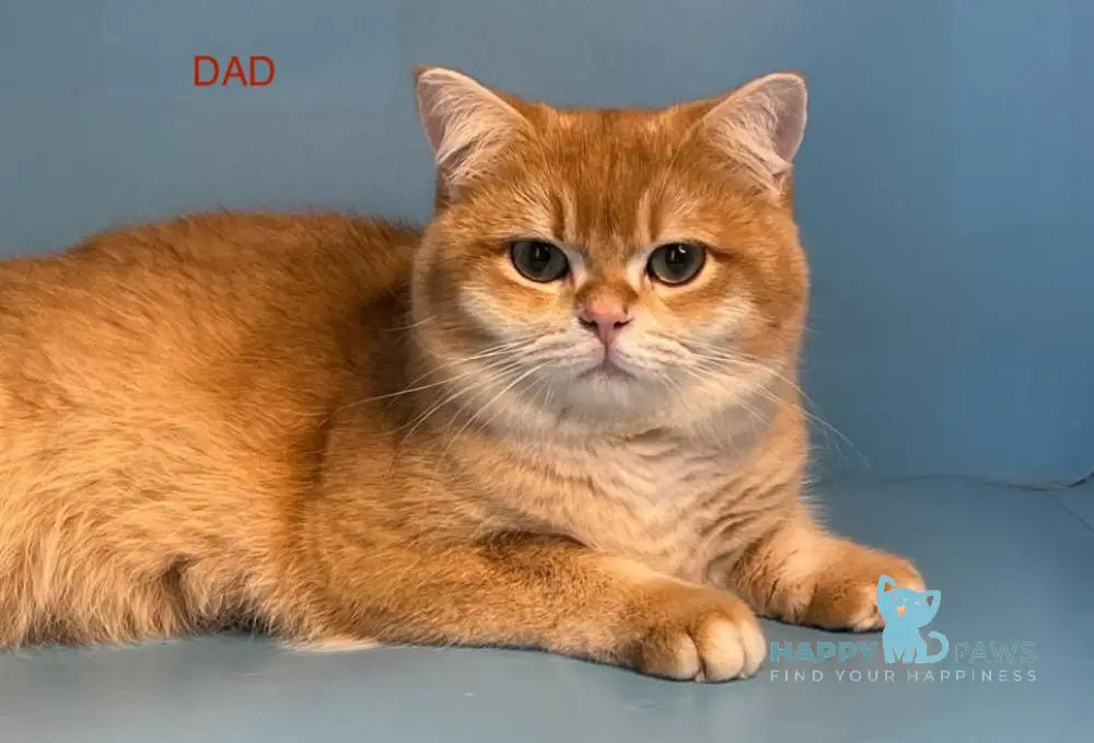 Ledenec British Shorthair Male Black Golden Chinchilla Pointed Live Animals