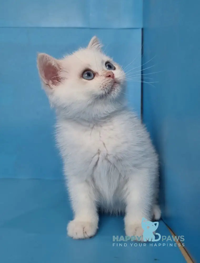 Ledenec British Shorthair Male Black Golden Chinchilla Pointed Live Animals