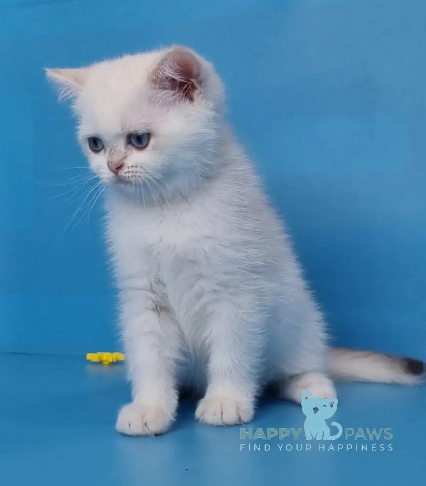 Ledenec British Shorthair Male Black Golden Chinchilla Pointed Live Animals