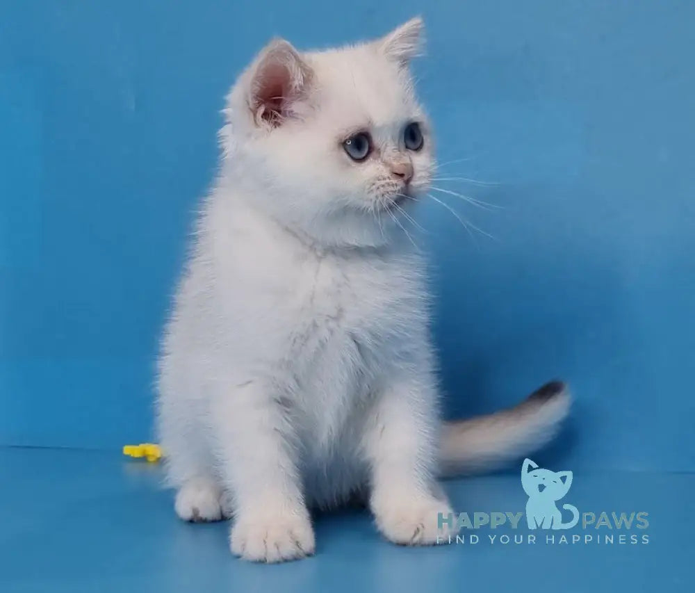 Ledenec British Shorthair Male Black Golden Chinchilla Pointed Live Animals