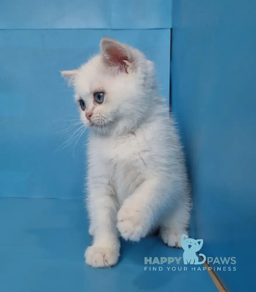 Ledenec British Shorthair Male Black Golden Chinchilla Pointed Live Animals