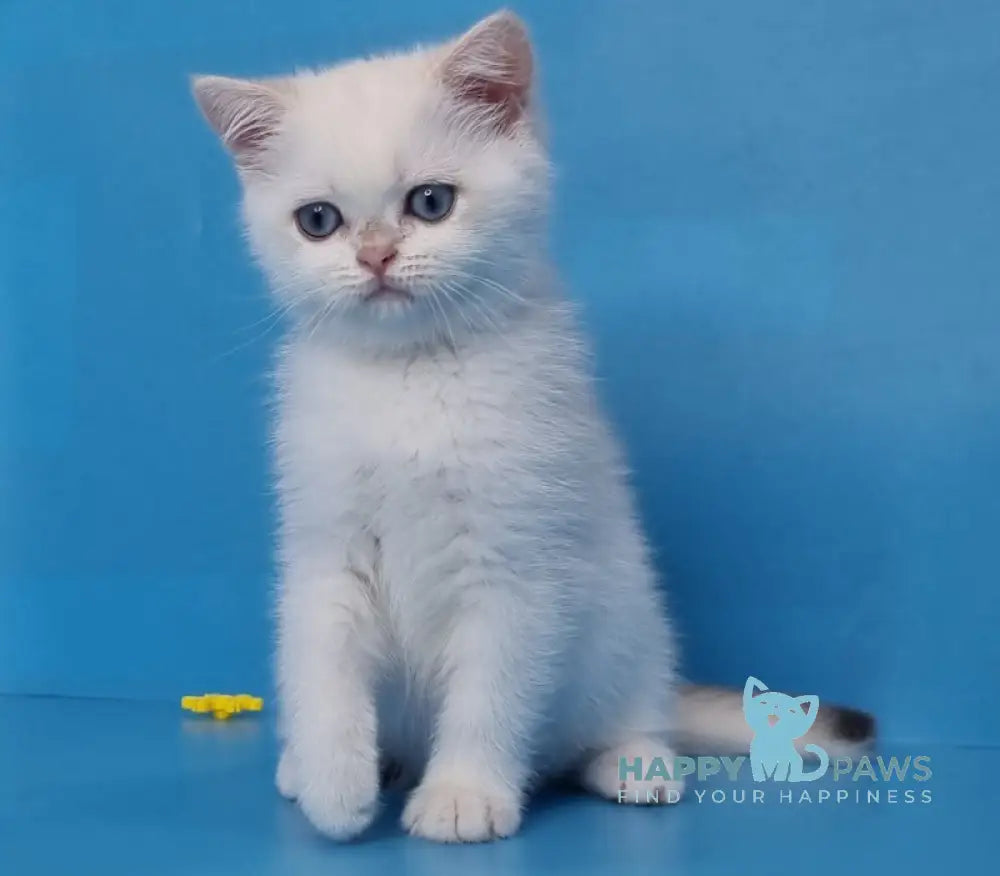 Ledenec British Shorthair Male Black Golden Chinchilla Pointed Live Animals