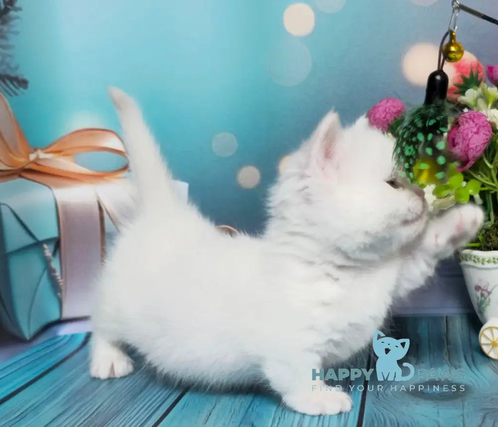 Leila Munchkin Female White Live Animals