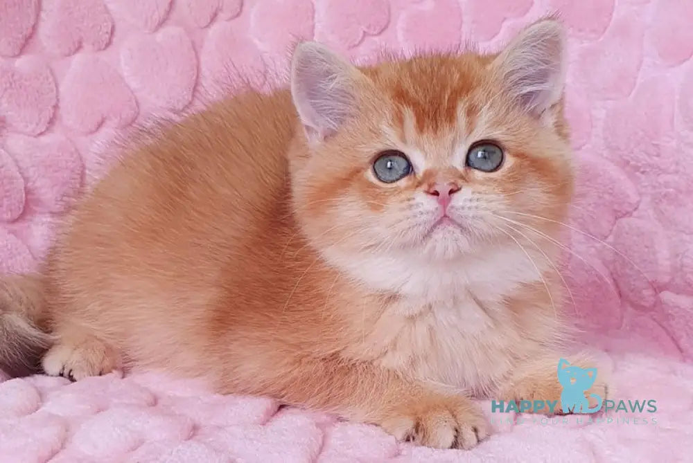 Leksus British Shorthair Male Chocolate Golden Chinchilla Live Animals