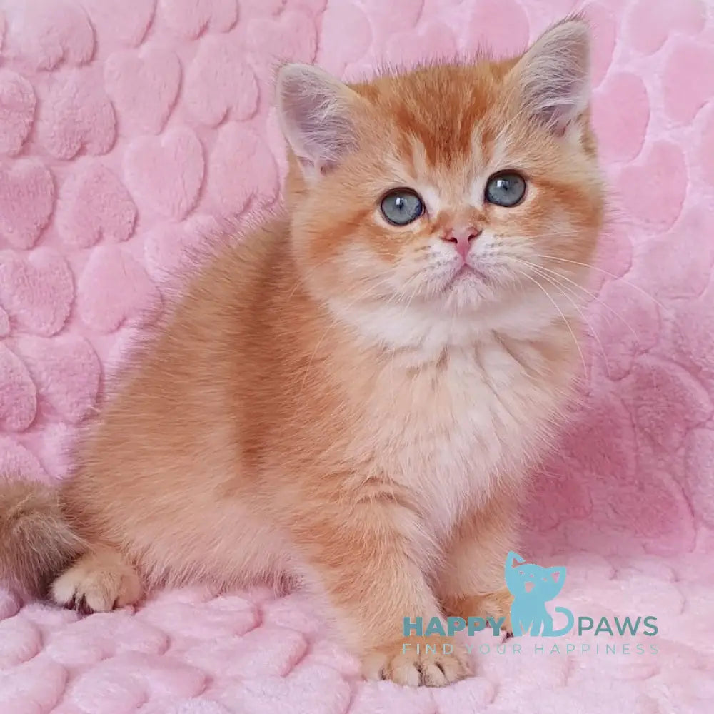 Leksus British Shorthair Male Chocolate Golden Chinchilla Live Animals