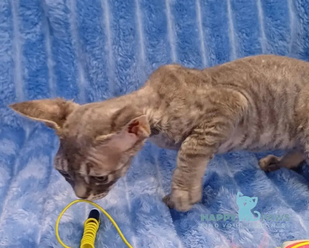 Leon Devon Rex Male Blue Tabby Live Animals