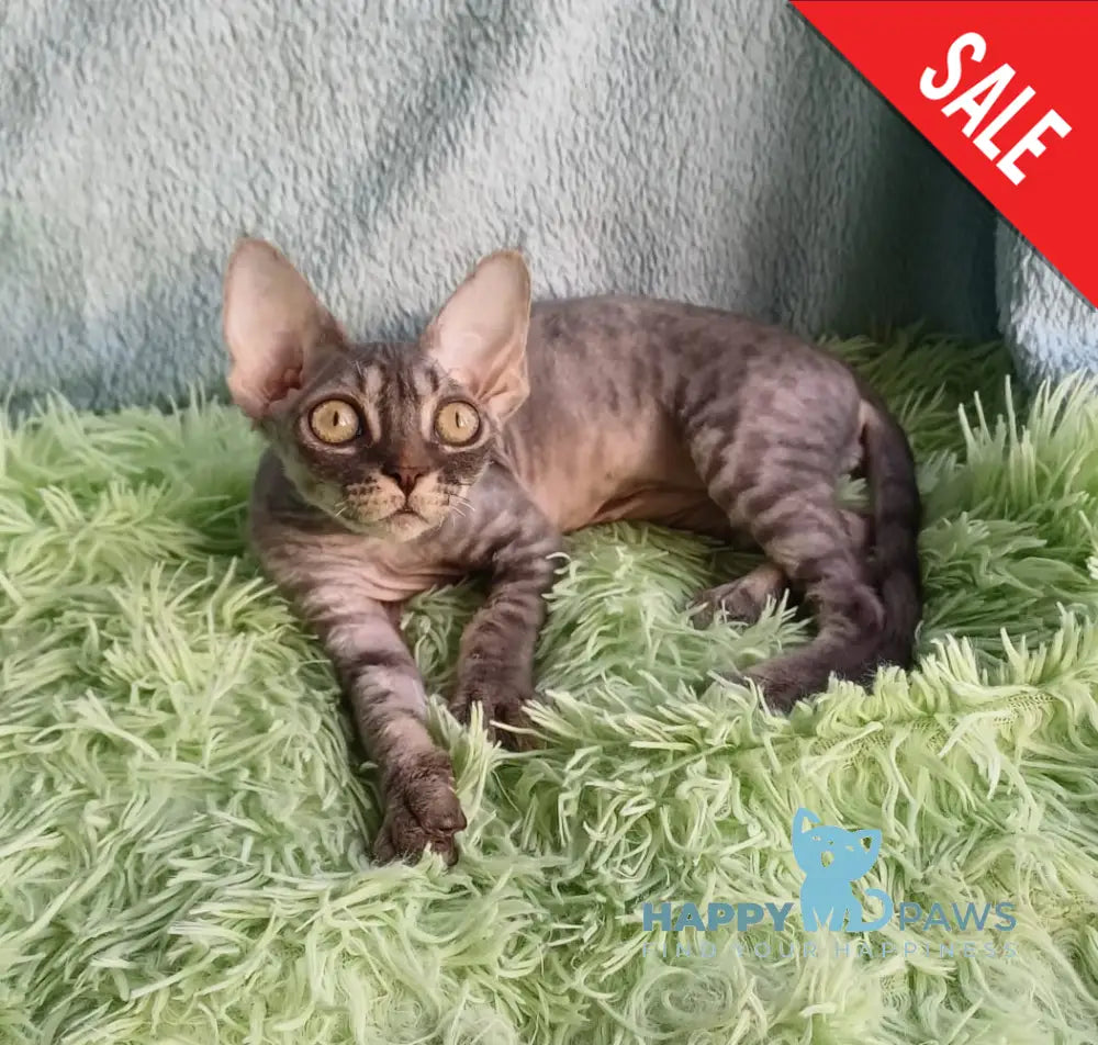 Leon Devon Rex Male Blue Tabby Live Animals