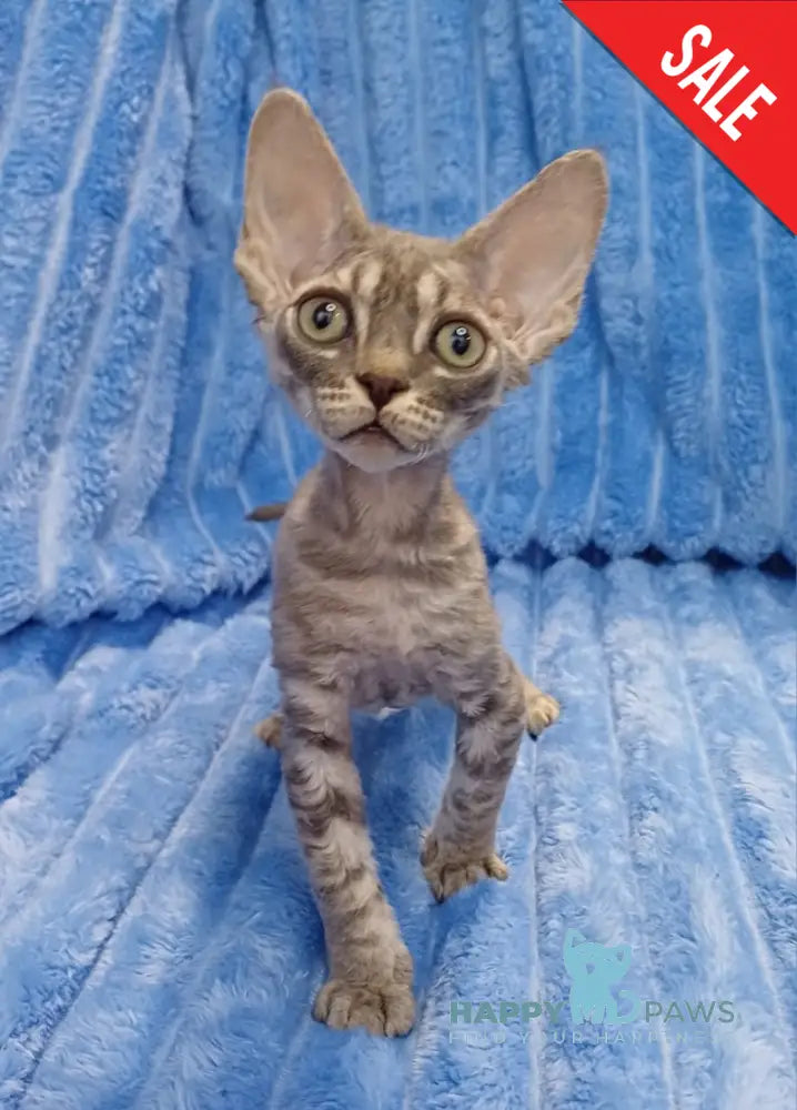 Leon Devon Rex Male Blue Tabby Live Animals