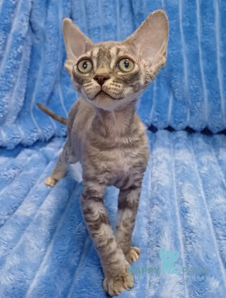 Leon Devon Rex Male Blue Tabby Live Animals