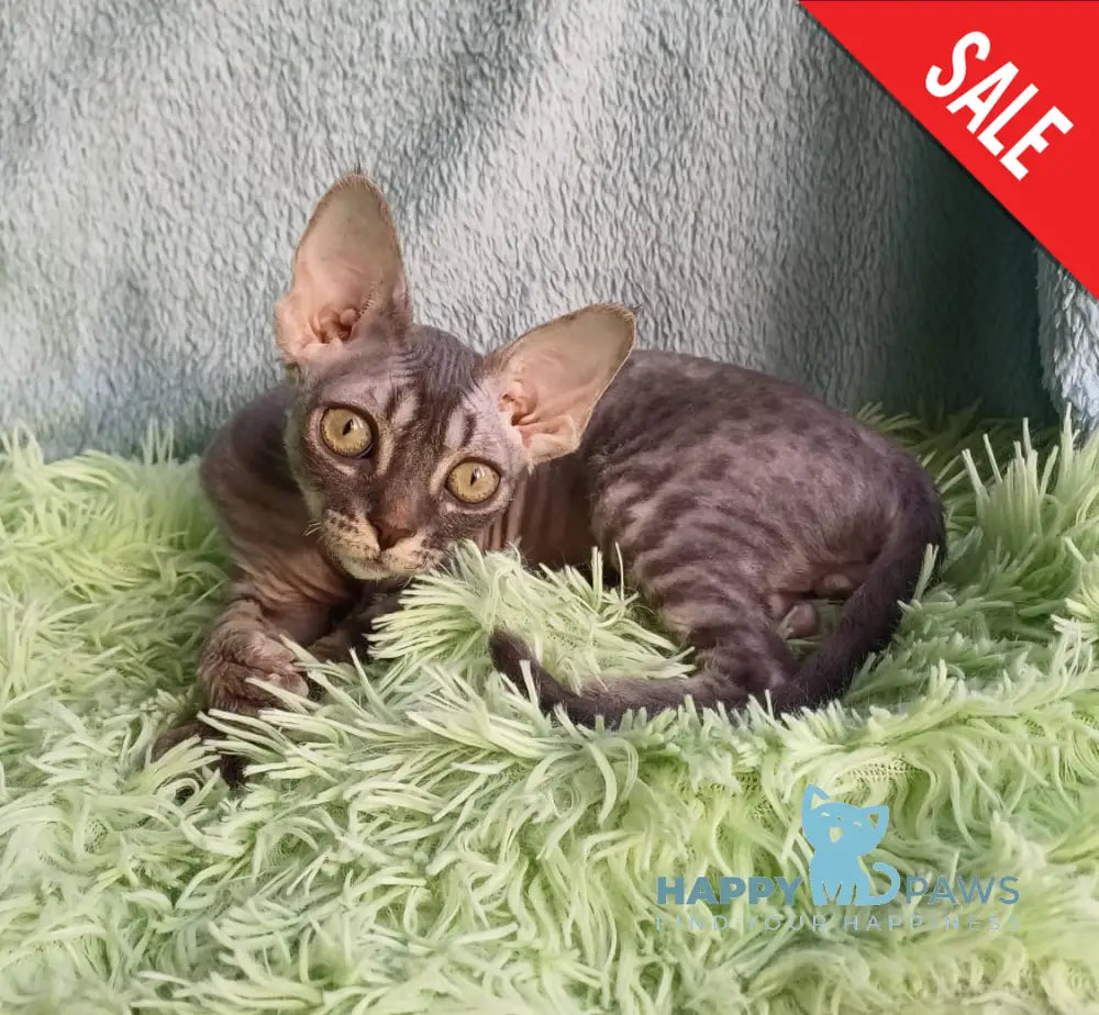 Leon Devon Rex Male Blue Tabby Live Animals