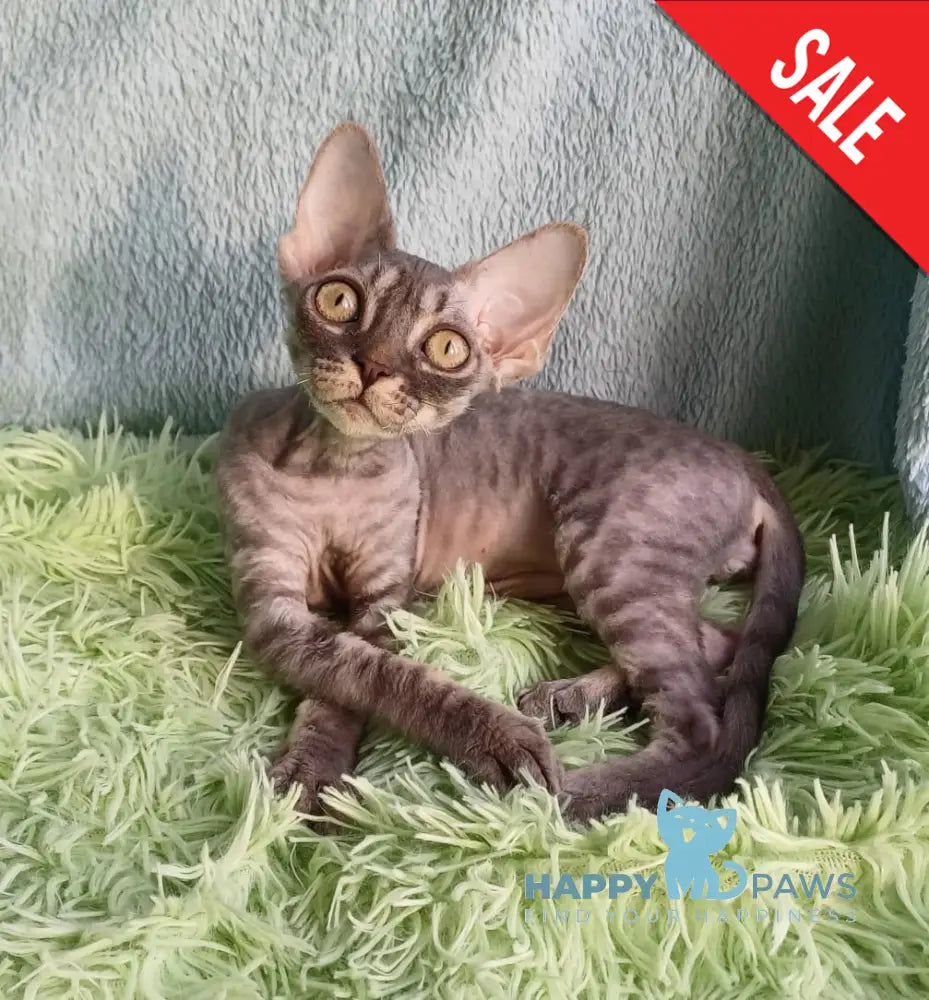 Leon Devon Rex Male Blue Tabby Live Animals