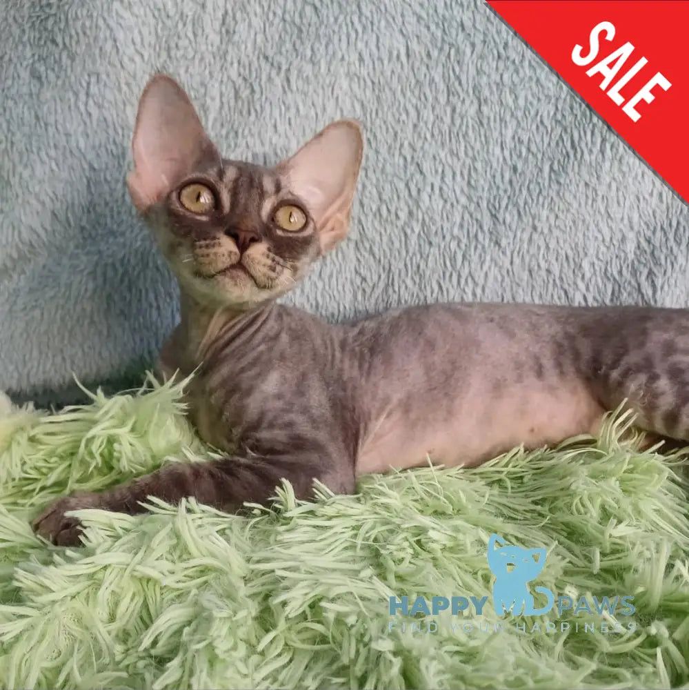 Leon Devon Rex Male Blue Tabby Live Animals