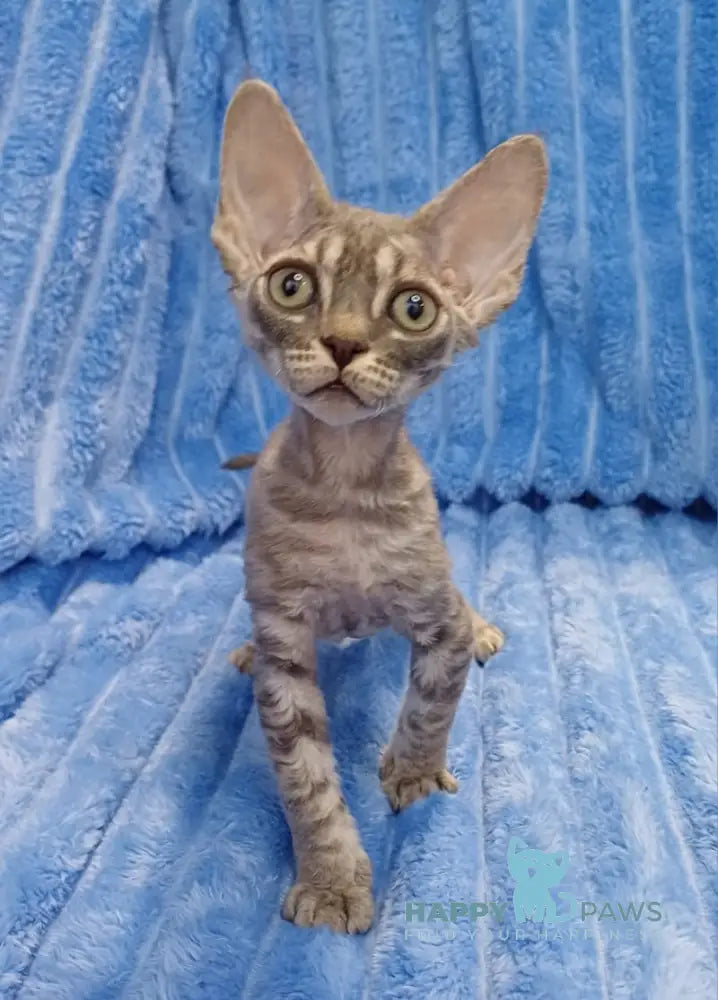 Leon Devon Rex Male Blue Tabby Live Animals