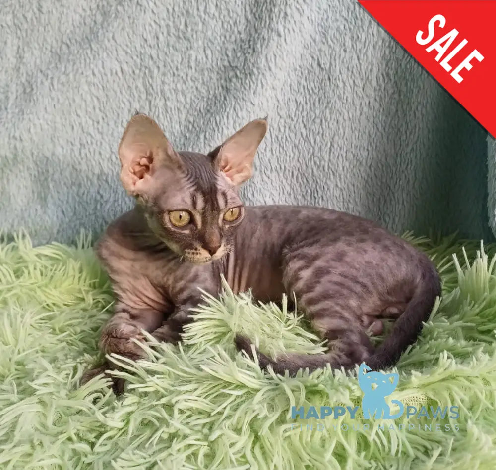 Leon Devon Rex Male Blue Tabby Live Animals