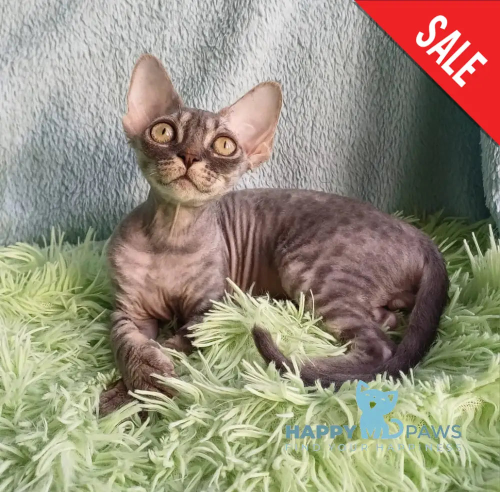 Leon Devon Rex Male Blue Tabby Live Animals