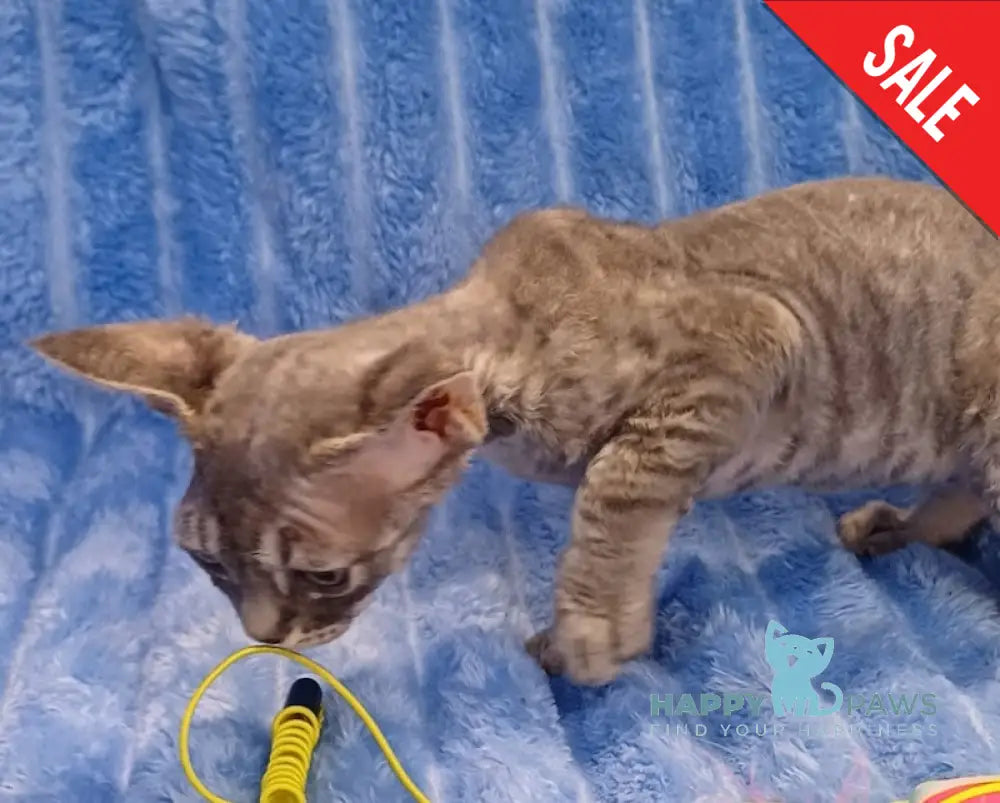 Leon Devon Rex Male Blue Tabby Live Animals