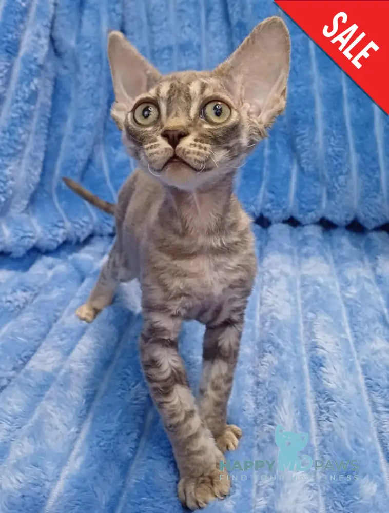 Leon Devon Rex Male Blue Tabby Live Animals