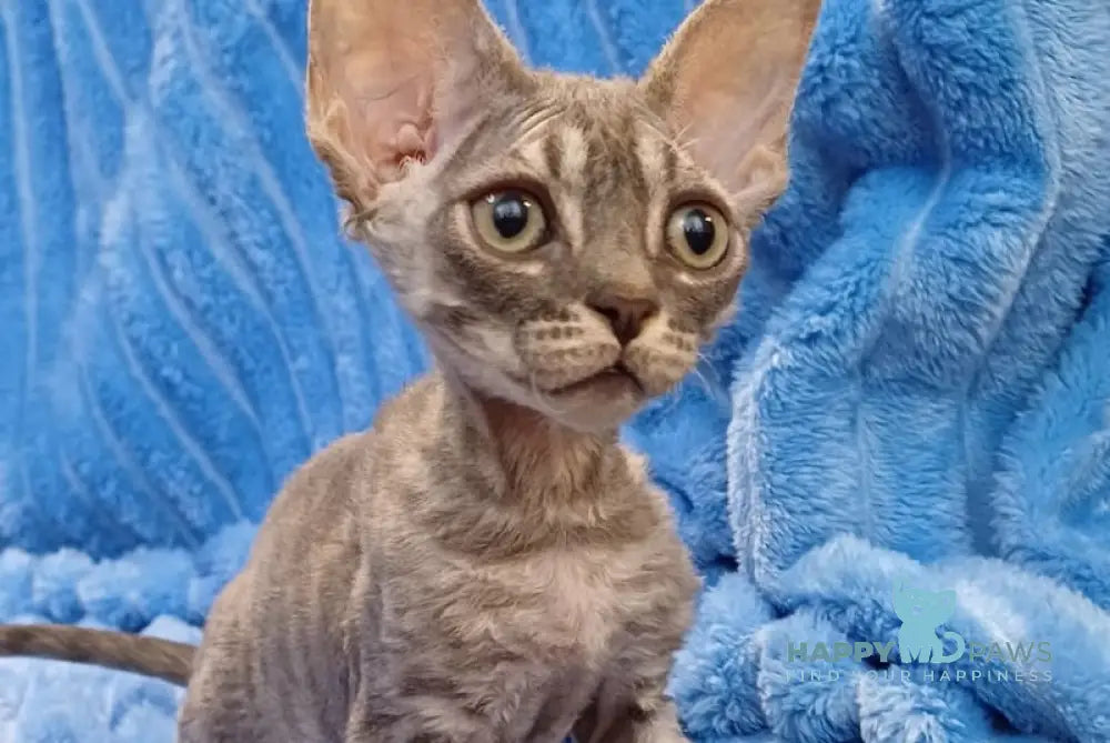 Leon Devon Rex Male Blue Tabby Live Animals