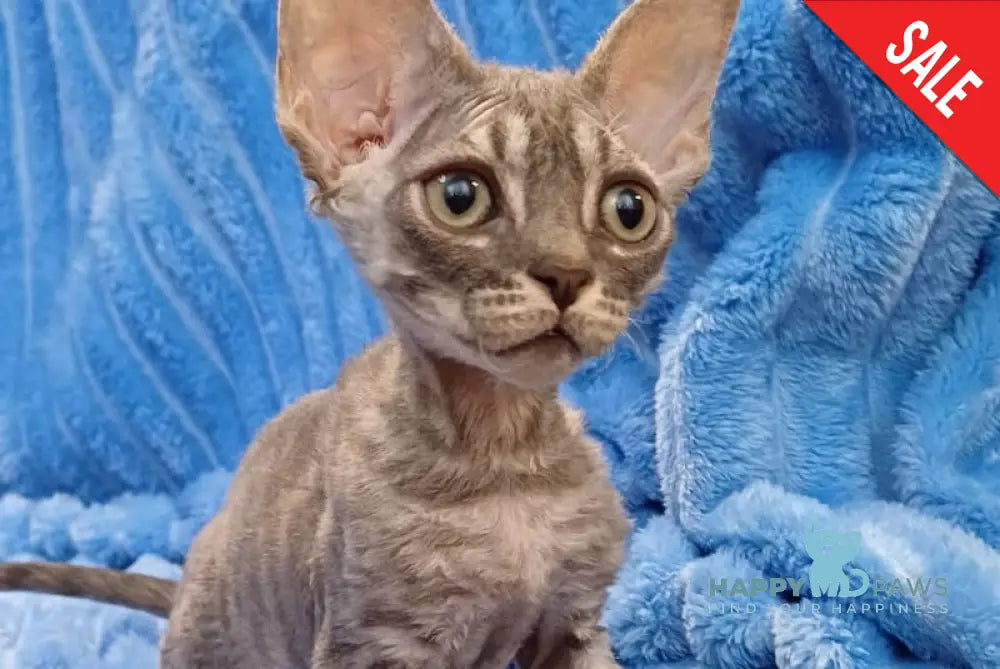 Leon Devon Rex Male Blue Tabby Live Animals