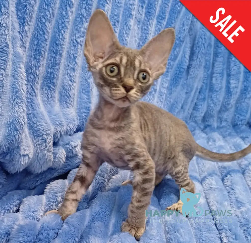 Leon Devon Rex Male Blue Tabby Live Animals