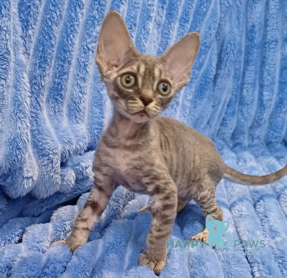 Leon Devon Rex Male Blue Tabby Live Animals