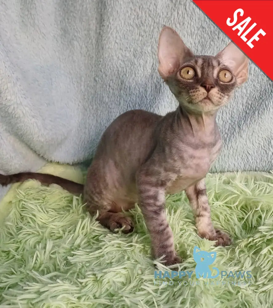 Leon Devon Rex Male Blue Tabby Live Animals