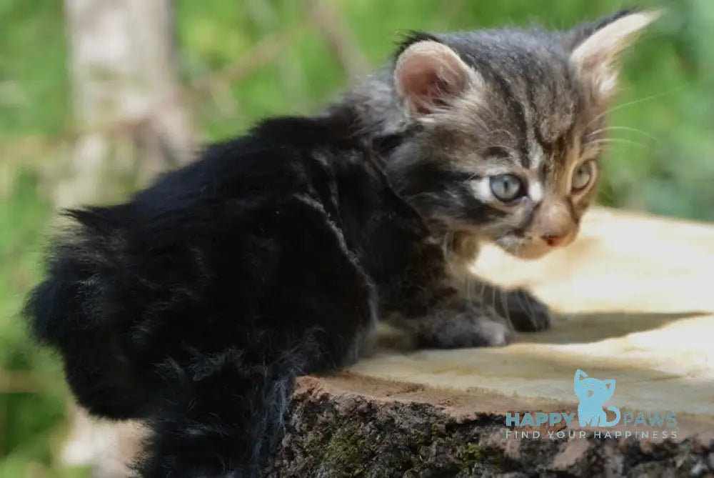 Leon Kurilian Bobtail Male Black Tabby Live Animals