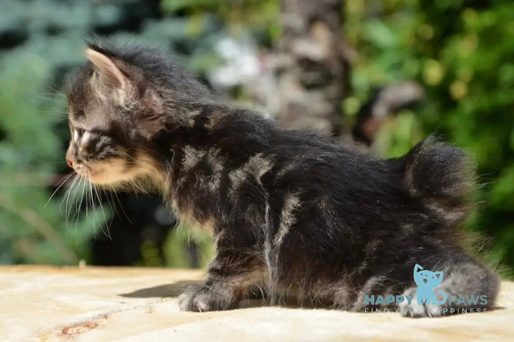 Leon Kurilian Bobtail Male Black Tabby Live Animals