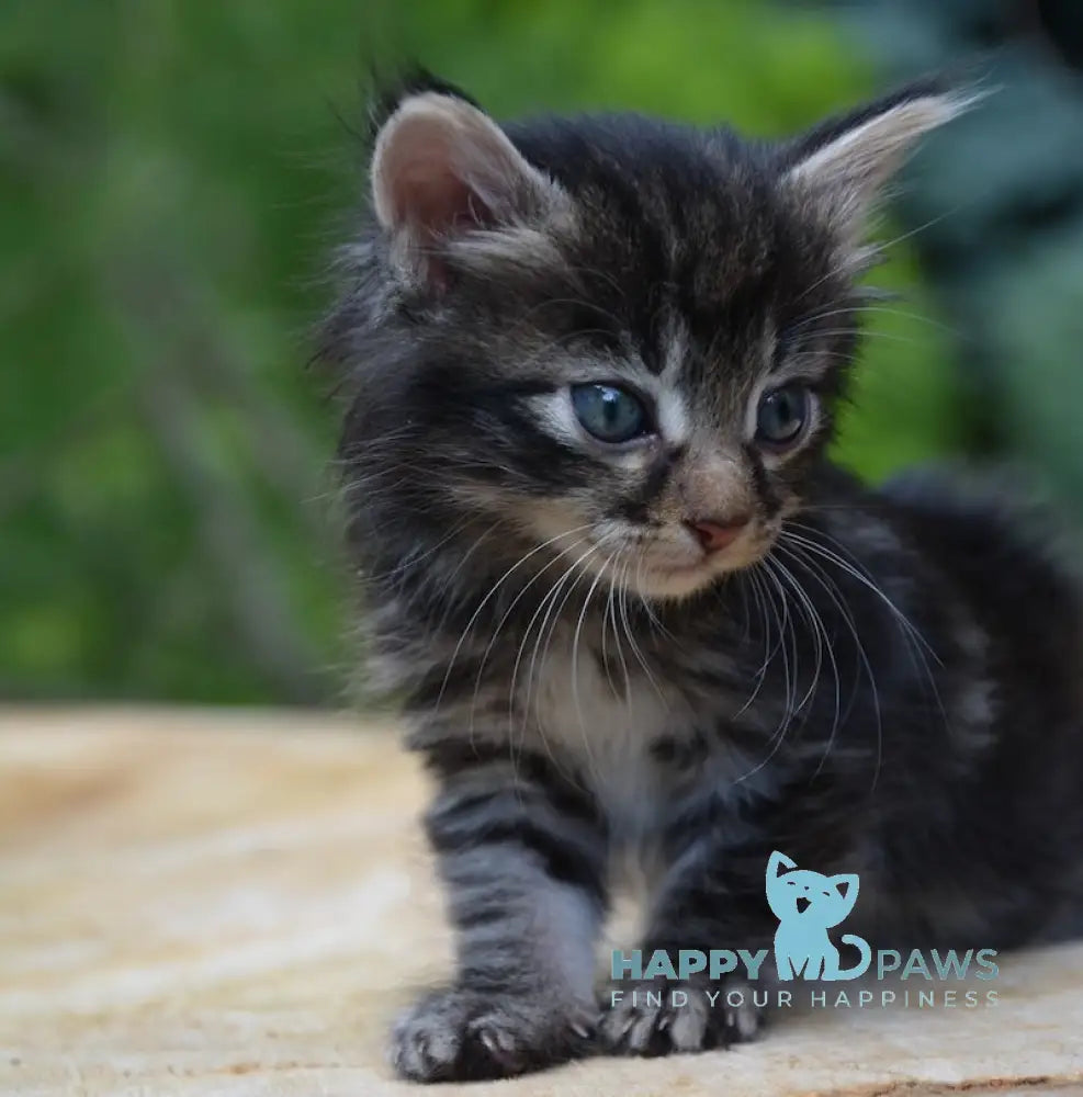 Leon Kurilian Bobtail Male Black Tabby Live Animals