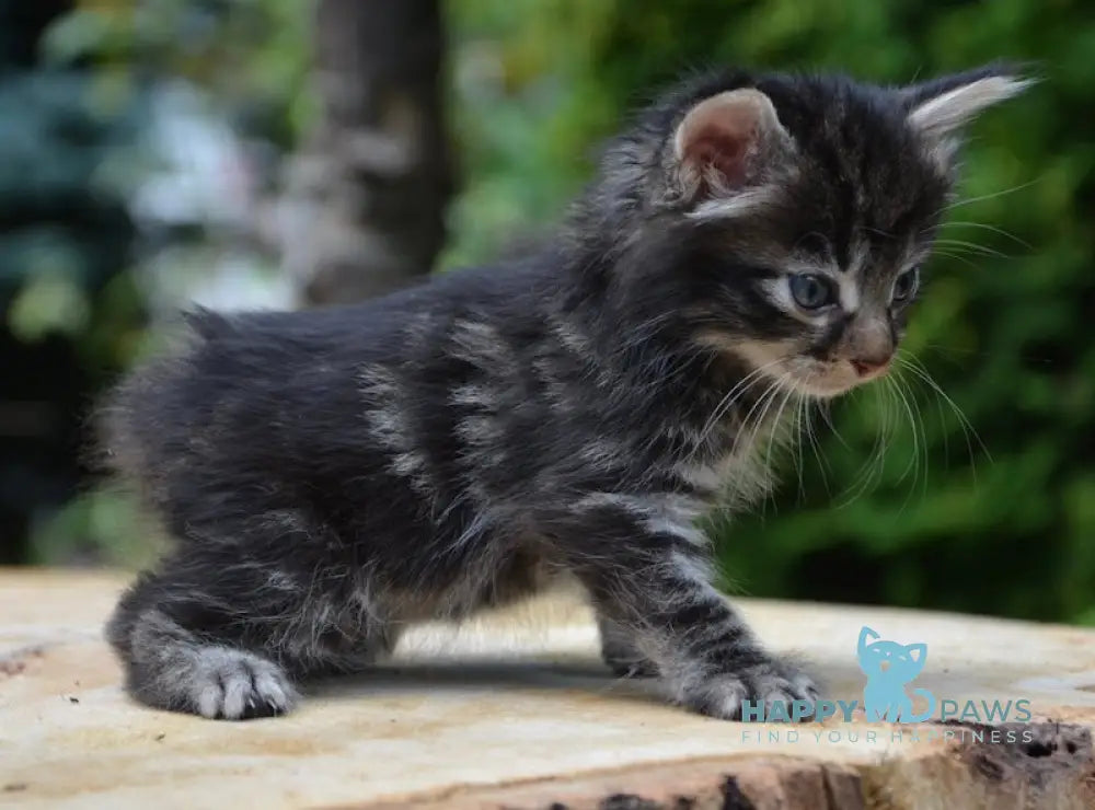 Leon Kurilian Bobtail Male Black Tabby Live Animals