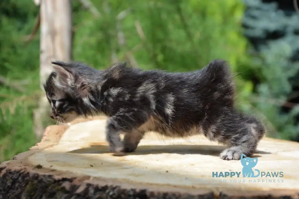 Leon Kurilian Bobtail Male Black Tabby Live Animals