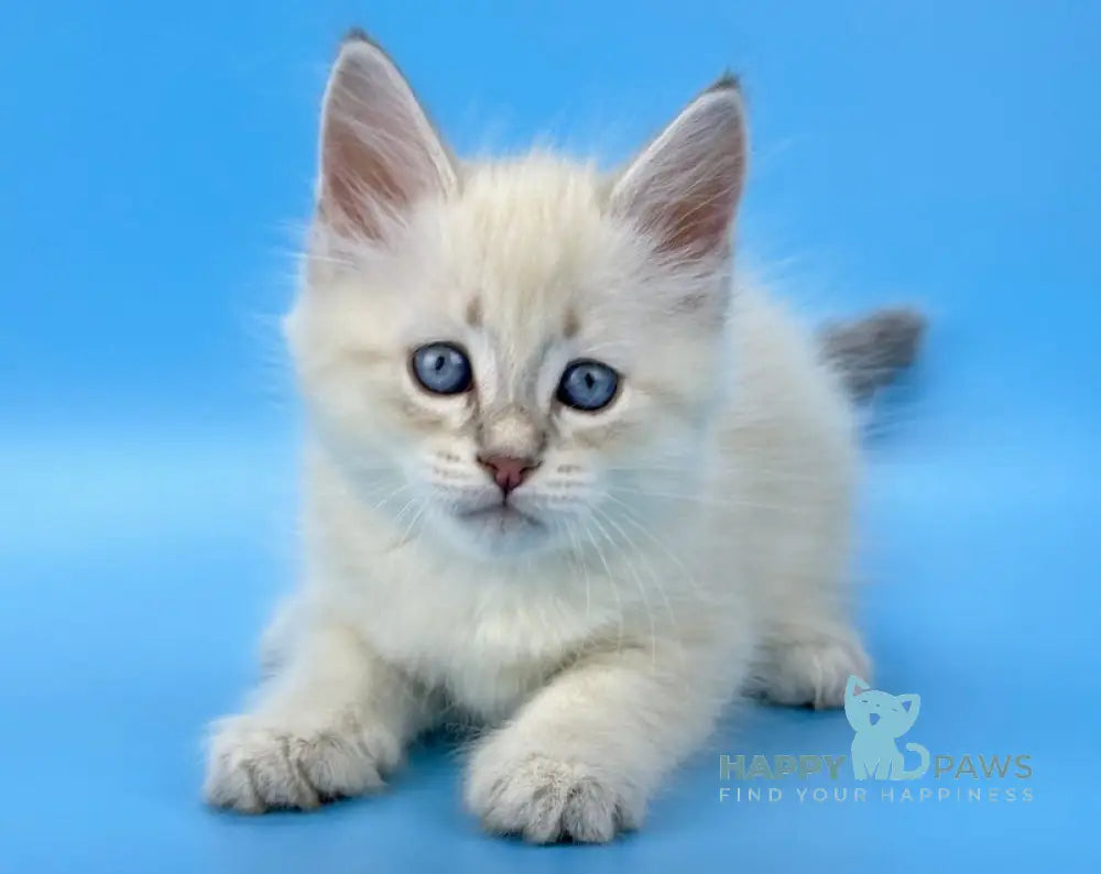 Leon Siberian Male Blue Tabby Pointed Live Animals