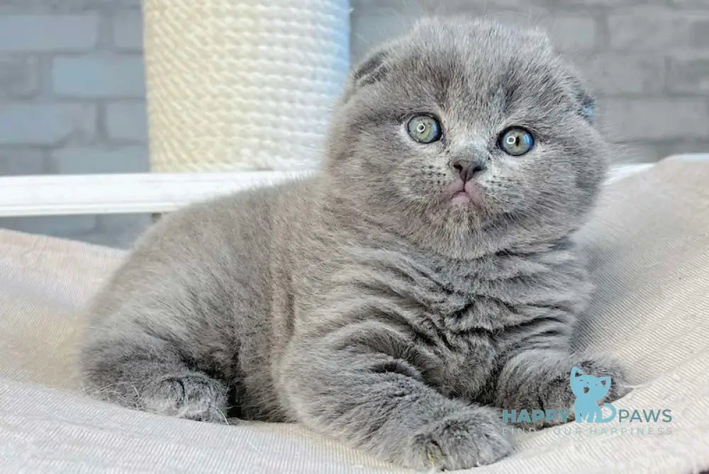 Levi Scottish Fold Male Blue Live Animals